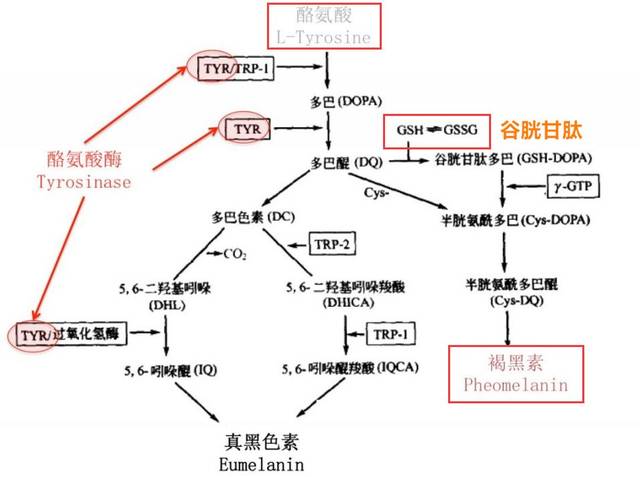 澳门新莆京